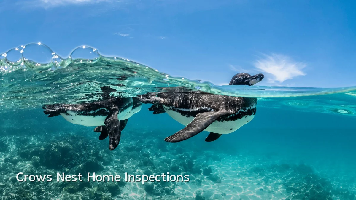 Crows Nest Home Inspections