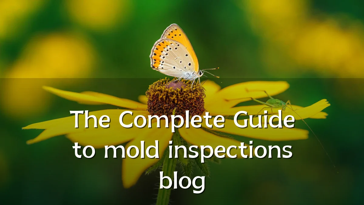 The Complete Guide to mold inspections blog