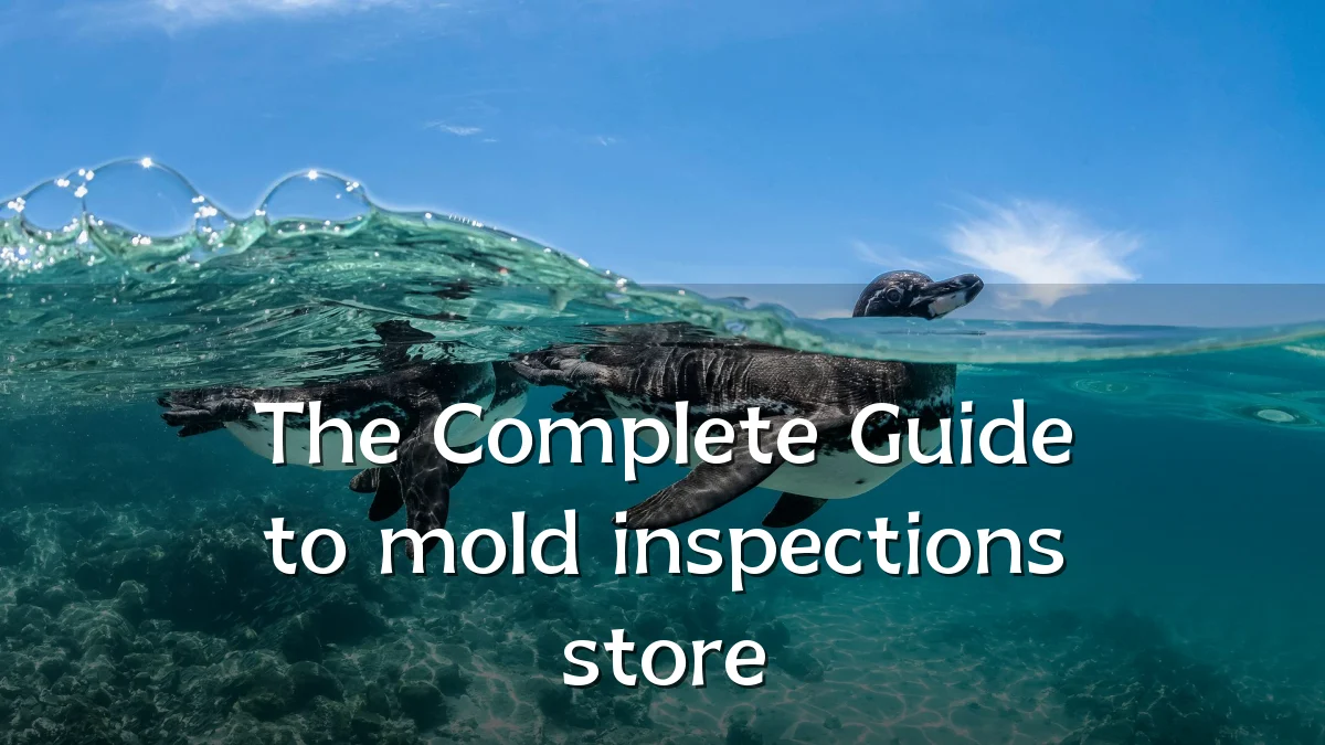 The Complete Guide to mold inspections store
