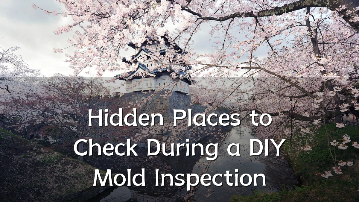 Hidden Places to Check During a DIY Mold Inspection