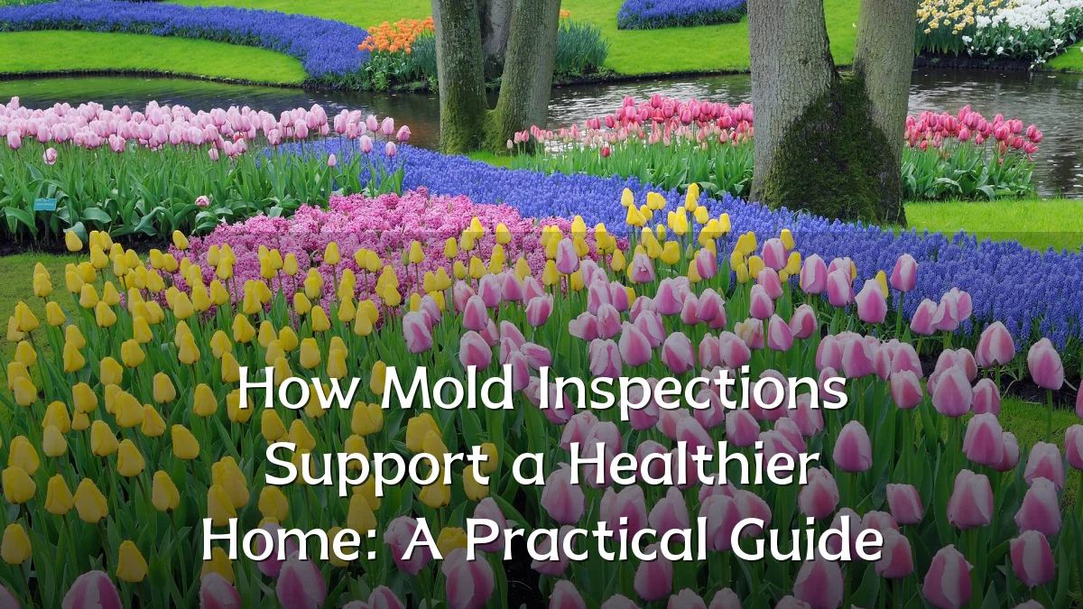 How Mold Inspections Support a Healthier Home: A Practical Guide