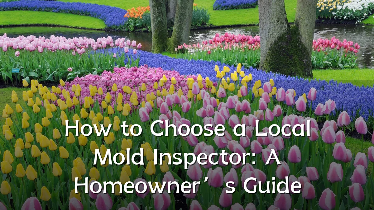 How to Choose a Local Mold Inspector: A Homeowner’s Guide