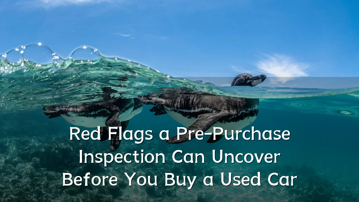 Red Flags a Pre-Purchase Inspection Can Uncover Before You Buy a Used Car